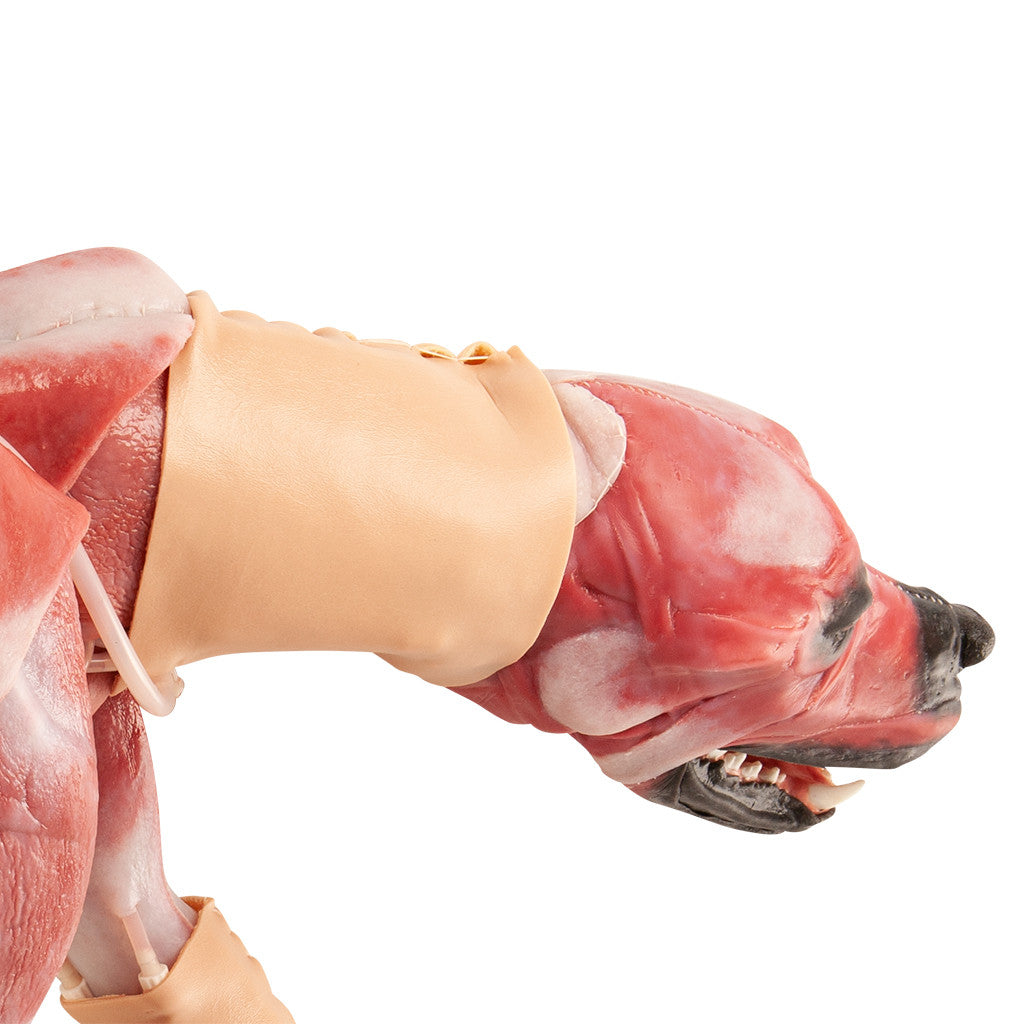 Canine Surgical Replacement Organ Pack