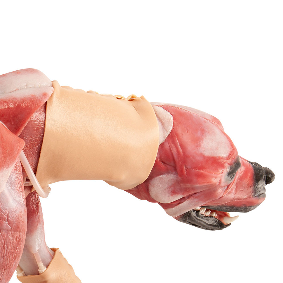 Canine Surgical Replacement Organ Pack