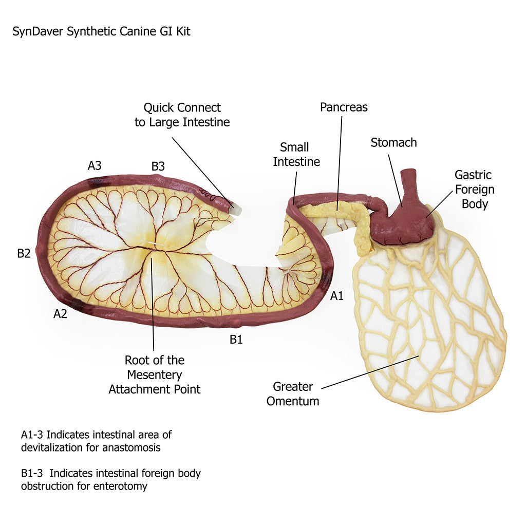 GI Kit in the Canine Surgical Replacement Organ Pack