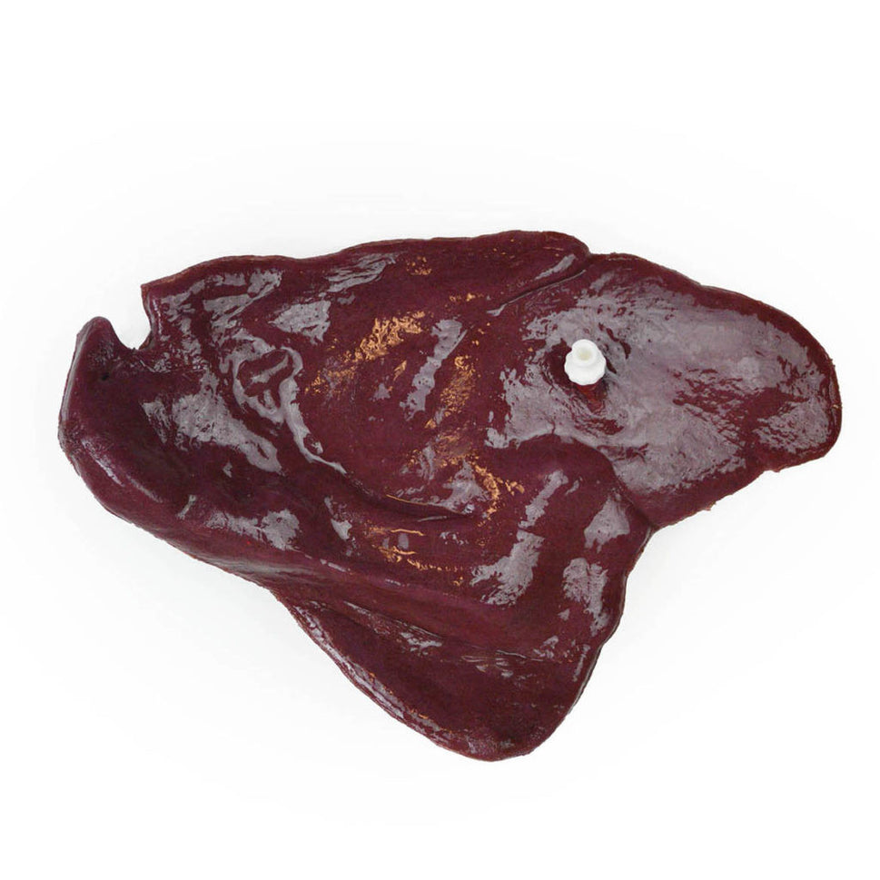 Canine Surgical Replacement Organ Pack