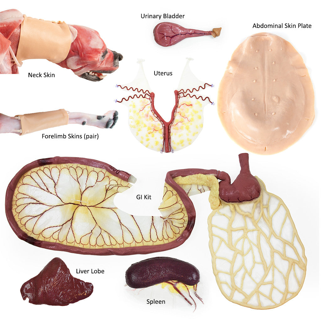 Canine Surgical Replacement Organ Pack containing canine neck skin, urinary bladder, spleen, uterus, abdominal skin plate, forelimb skin, liver lobe, and GI kit