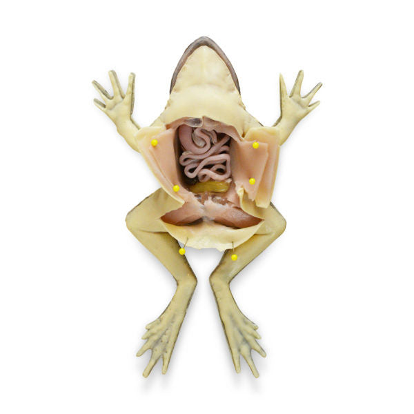 SynFrog Frog Disection Model