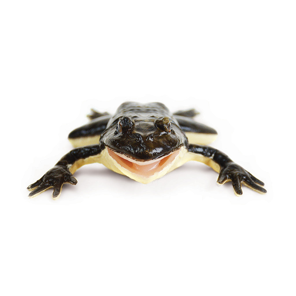SynFrog Frog Disection Model