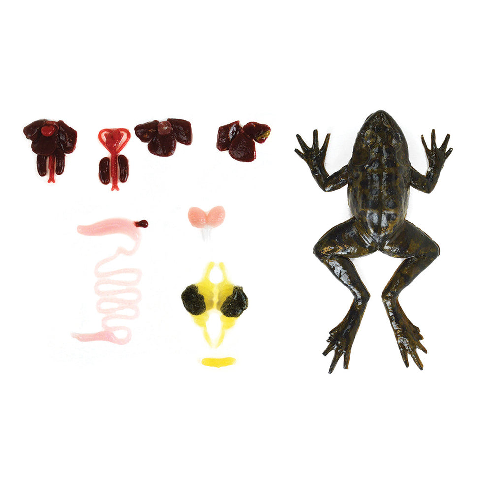 SynFrog Frog Disection Model