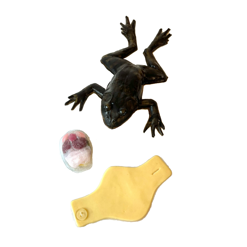 SynFrog Organ Replacement Pack (10 units)