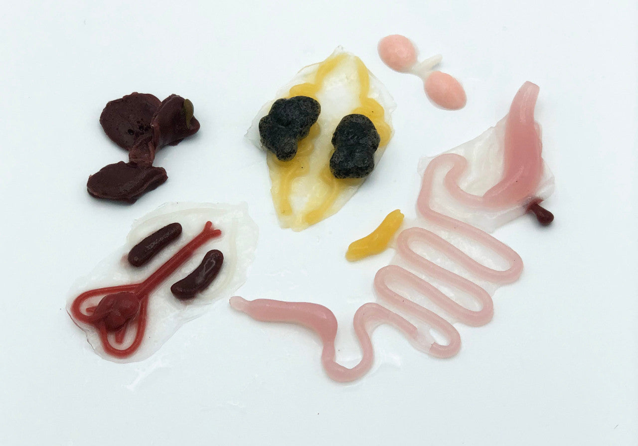 SynFrog Organ Replacement Pack (10 units)