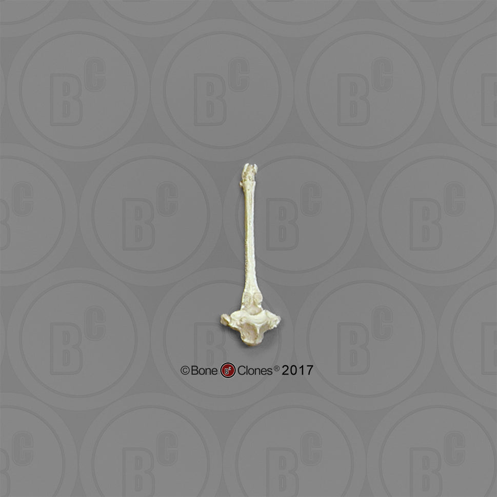 Bone Clones Equine Vertebra Models