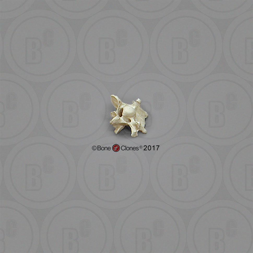Bone Clones Equine Vertebra Models