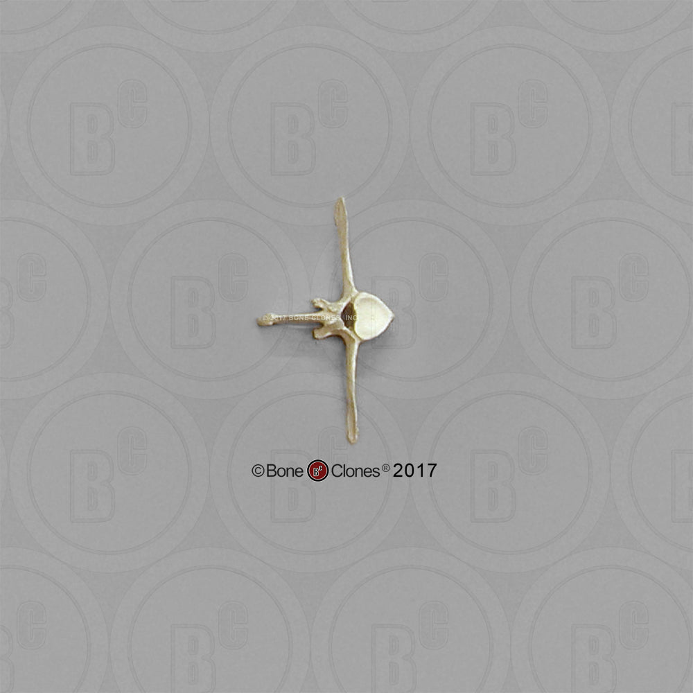 Bone Clones Equine Vertebra Models