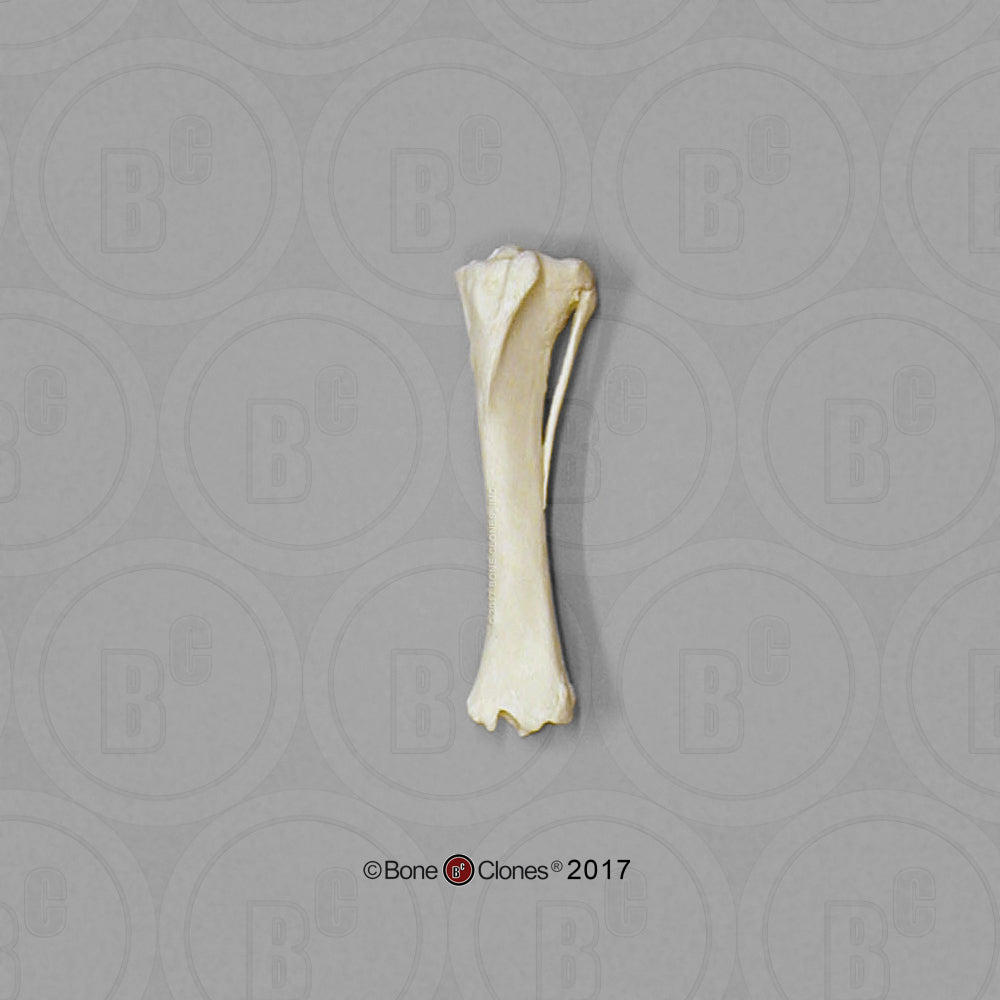 Bone Clones Individual Equine Leg Bones