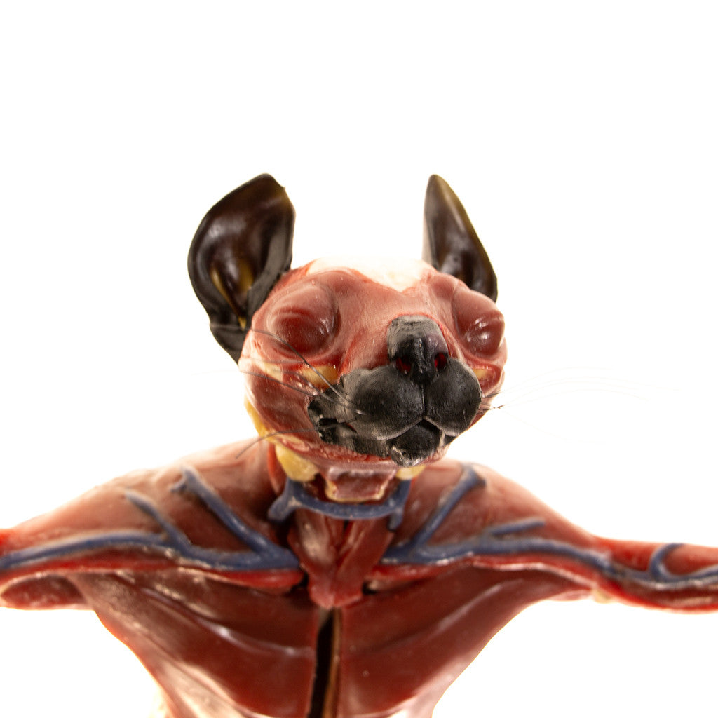 CopyCat Feline Anatomy Model