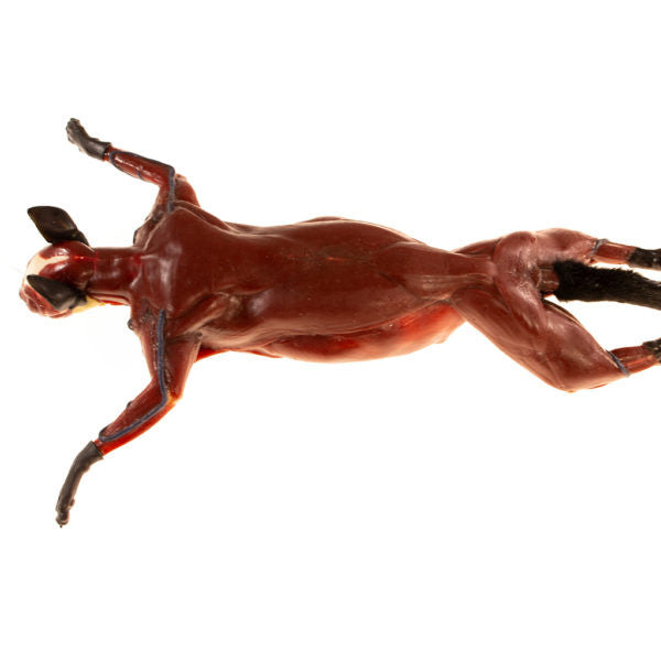 CopyCat Feline Anatomy Model