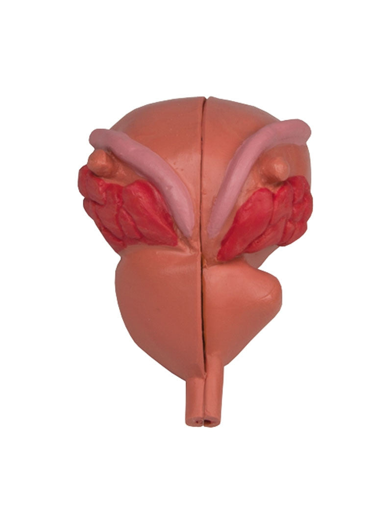 Prostate Model (2 part)