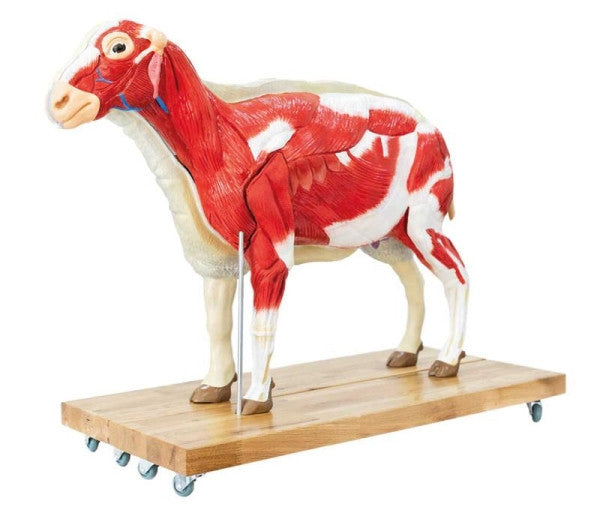Erler Zimmer Sheep Model, 12 Parts, 2/3 Life Size