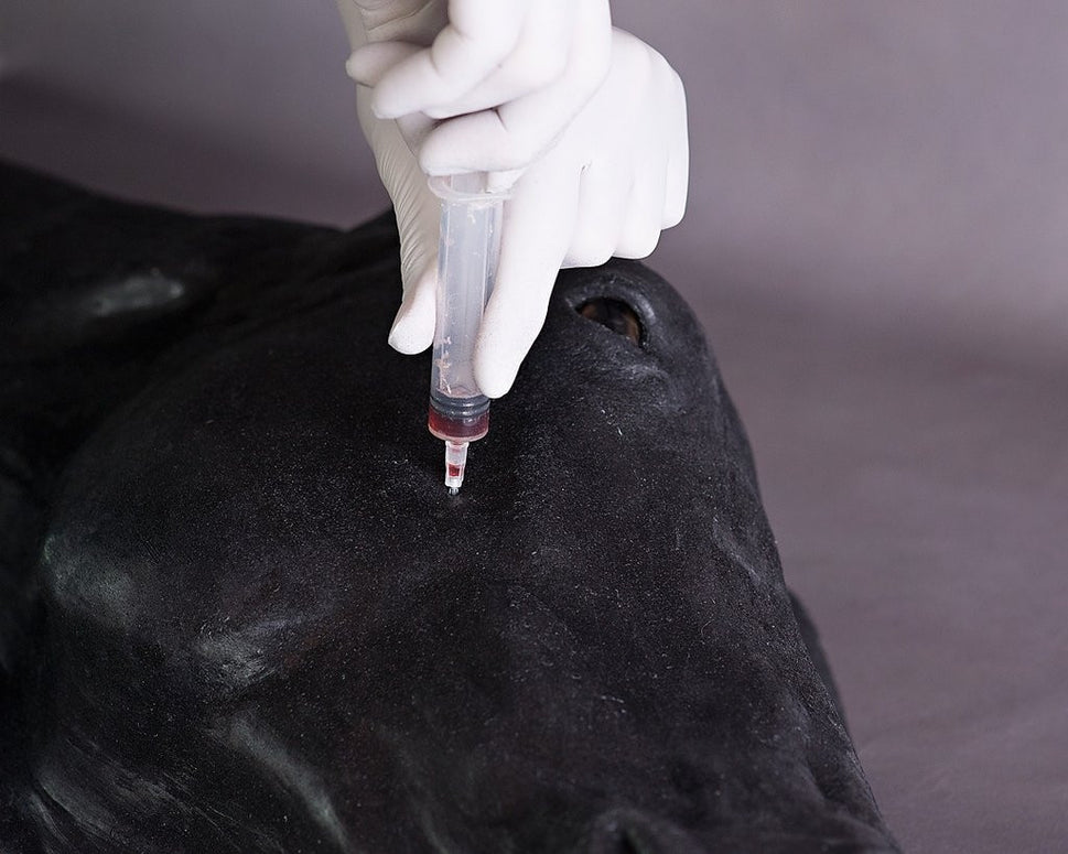 Advanced Equine Simulator