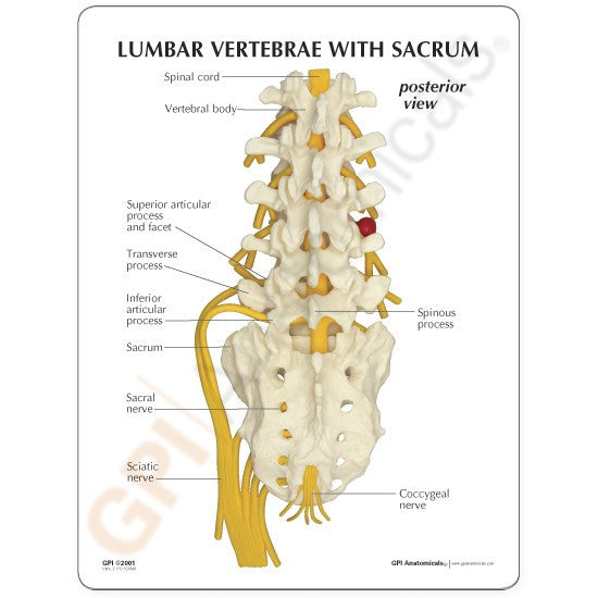 Lumbar Spine Model with Sacrum
