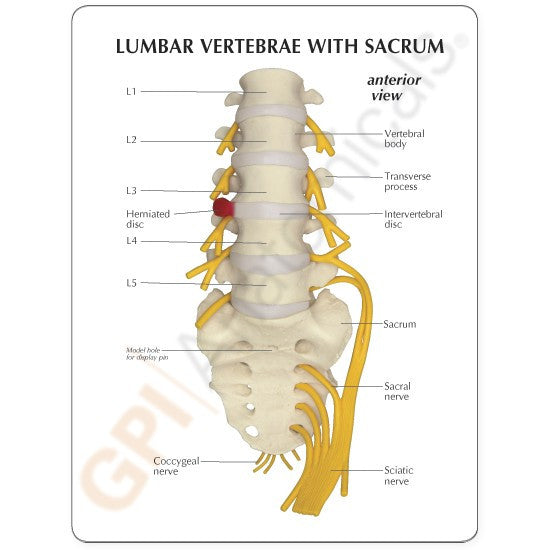 Lumbar Spine Model with Sacrum