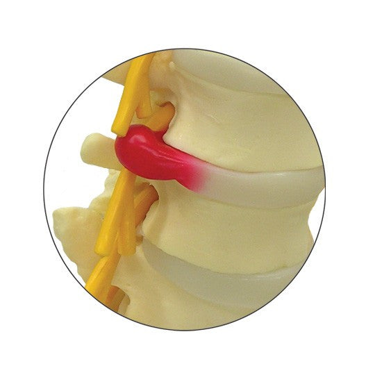 Lumbar Spine Model with Sacrum