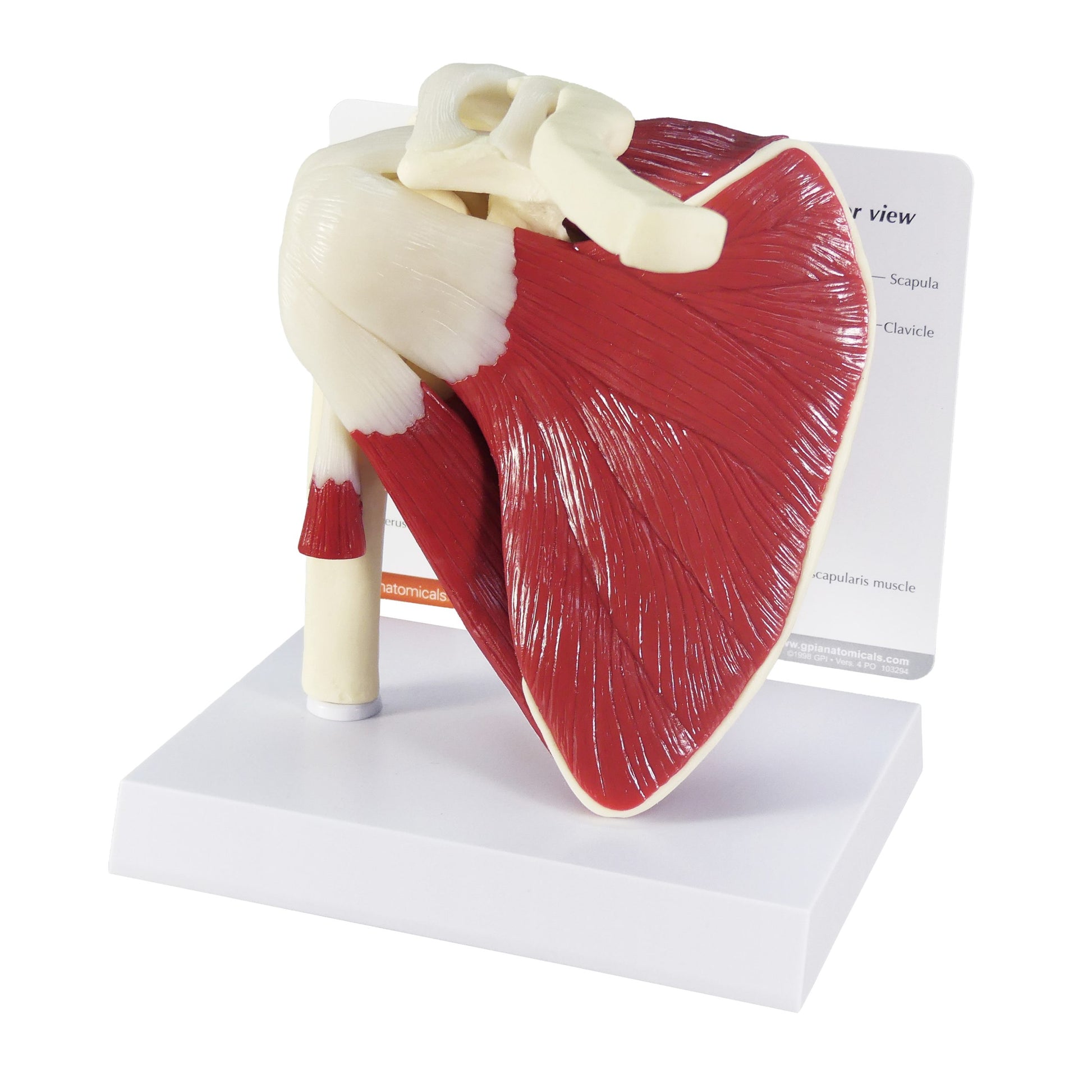 Shoulder Model with Muscles