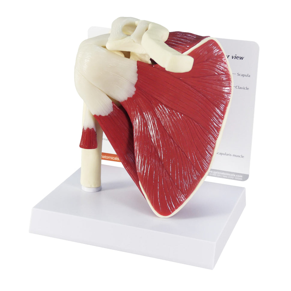 Shoulder Model with Muscles