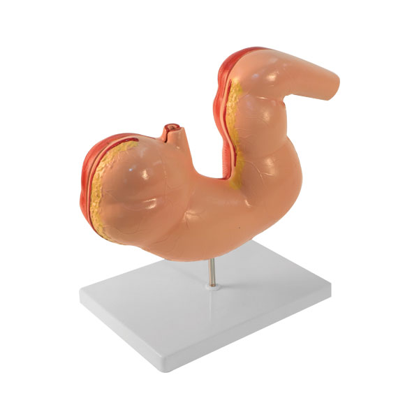 Animal Digestive System Models Package