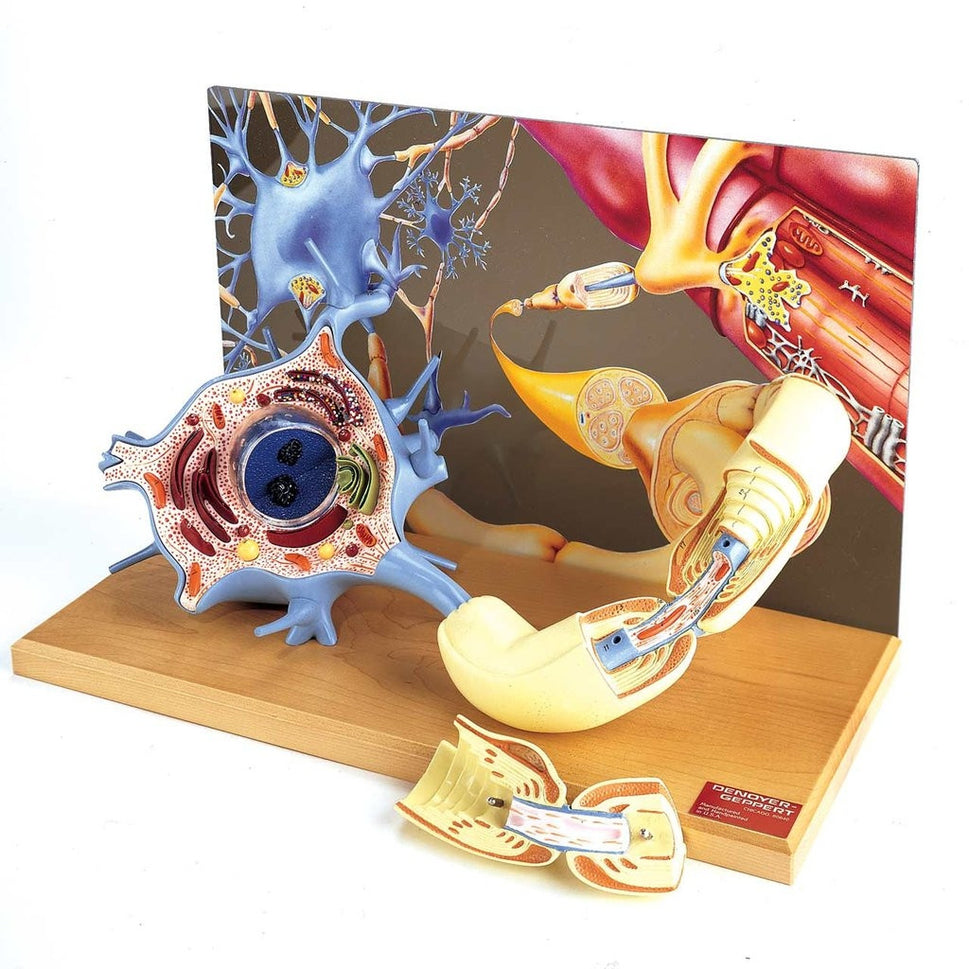 Motor Neuron Diorama Model