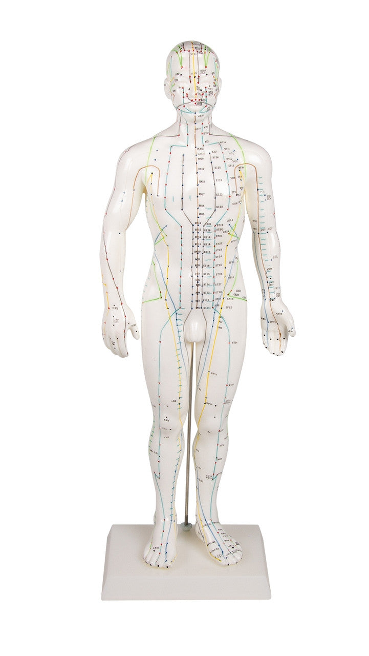 Male Acupuncture Model (50 cm tall)
