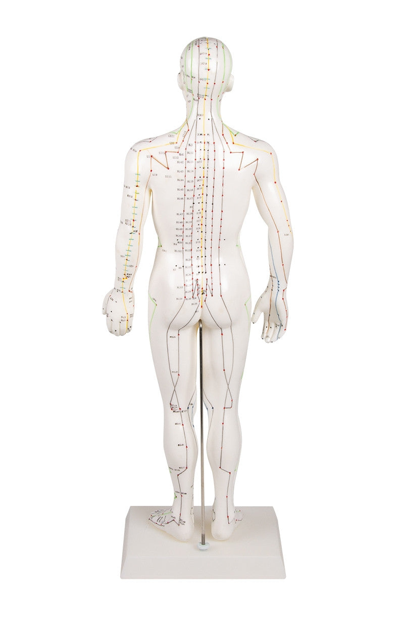 Male Acupuncture Model (50 cm tall)