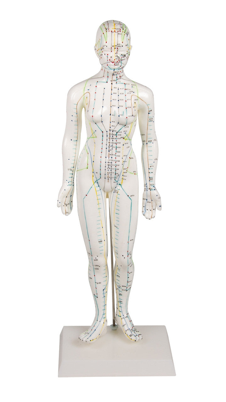 Female Acupuncture Model (48 cm tall)