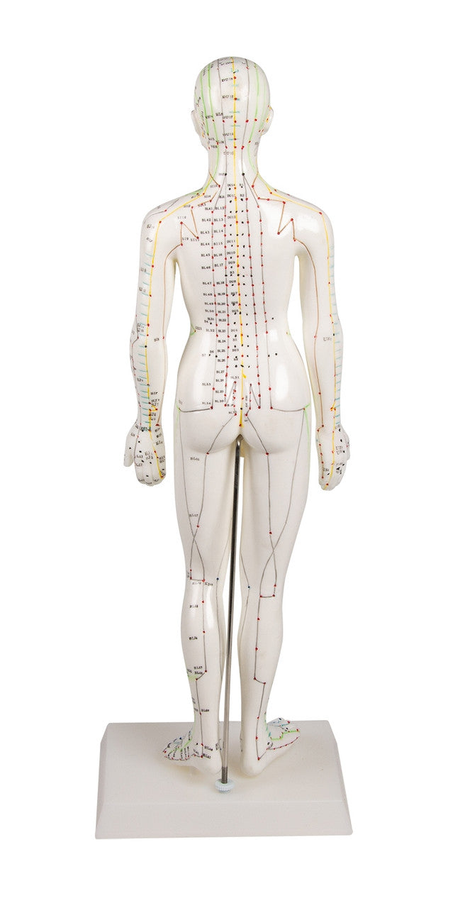 Anterior Acupuncture sites of Female Model