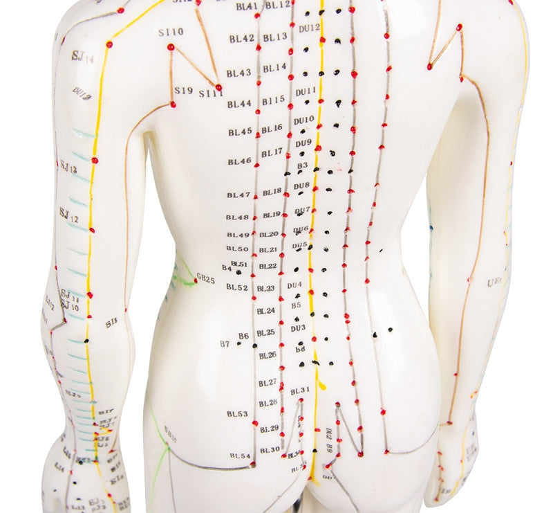 Female Acupuncture Model (48 cm tall)