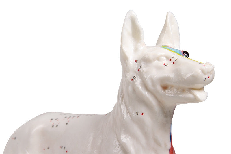 Dog Anatomy and Acupuncture Model