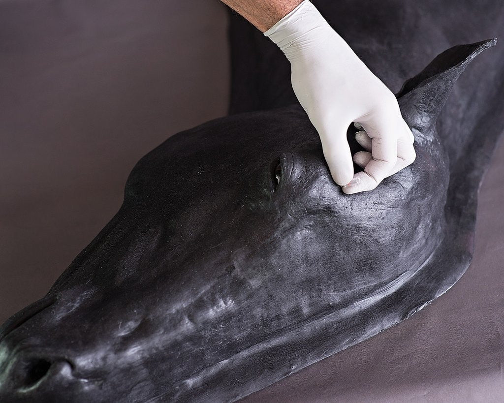 Advanced Equine Simulator