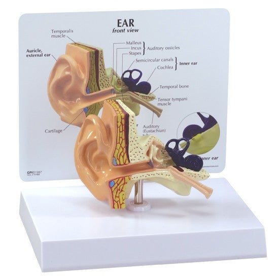 Life-size Human Ear Model