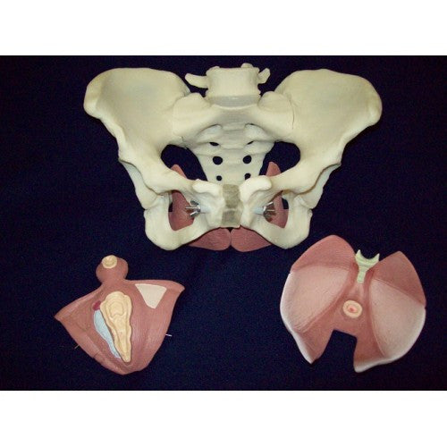 Pelvis Model with Pelvic Floor (5 part)