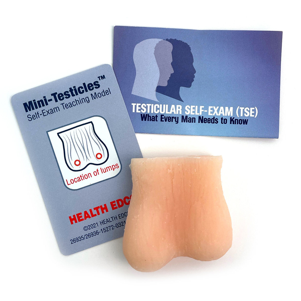 Mini Testicle Model (Pack of 10)