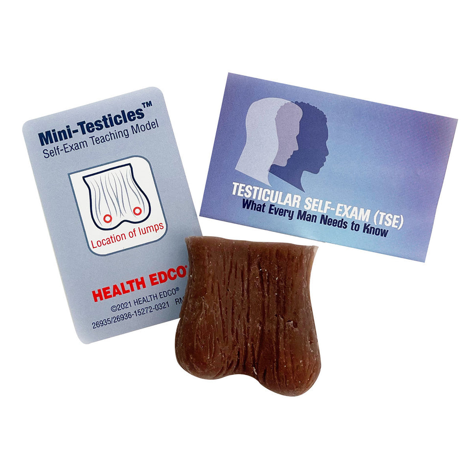 Mini Testicle Model (Pack of 10)