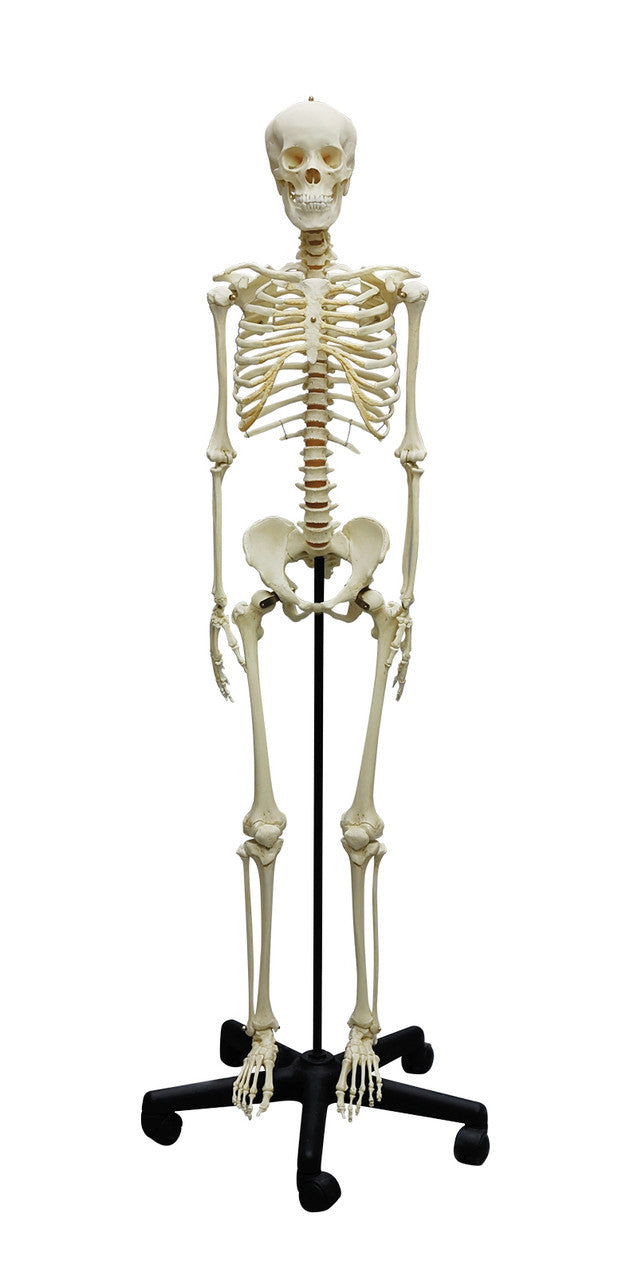 Adolescent Articulated Skeleton