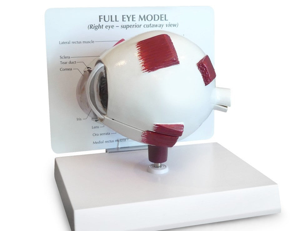 Full Eye Model (2 part)