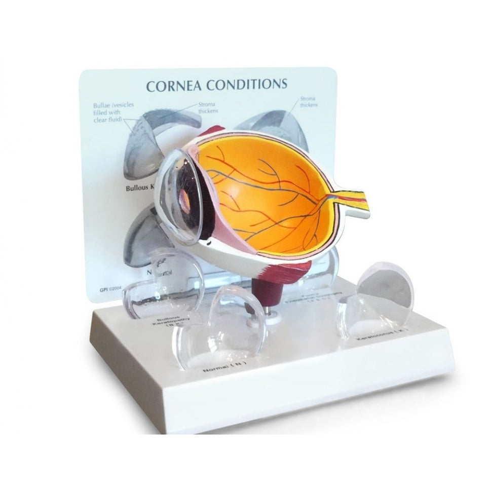 Eye Anatomy & Pathology Collection