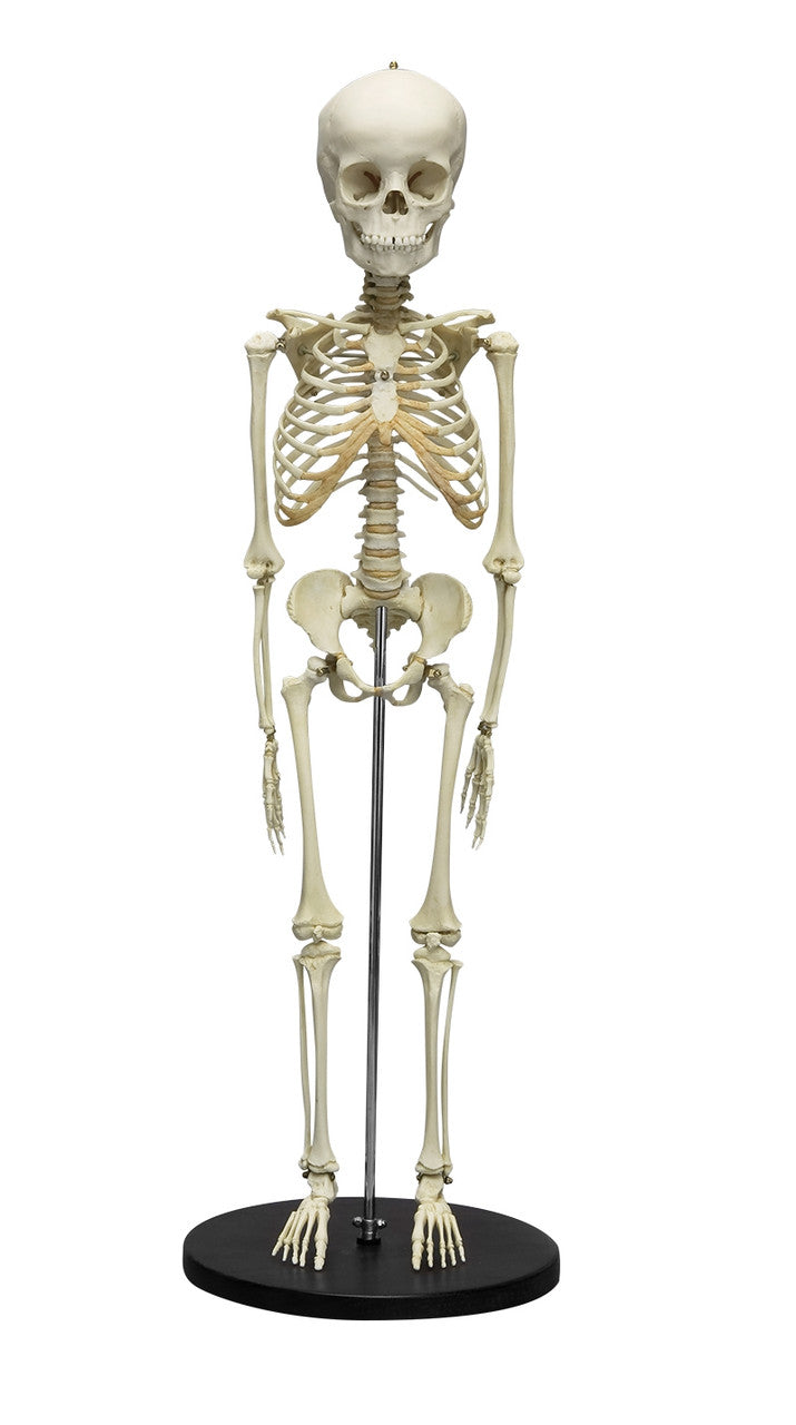 Child Skeleton Model (5 years old)