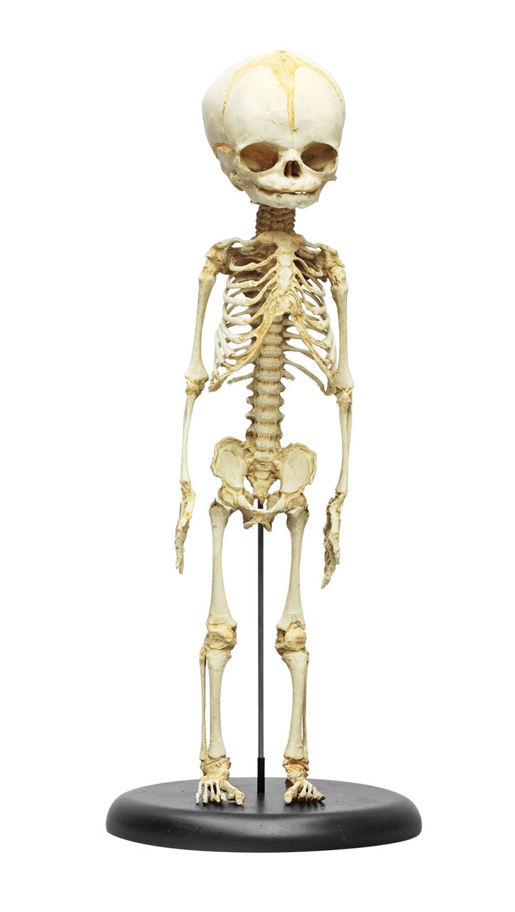 Foetus Skeleton Model (30 weeks)