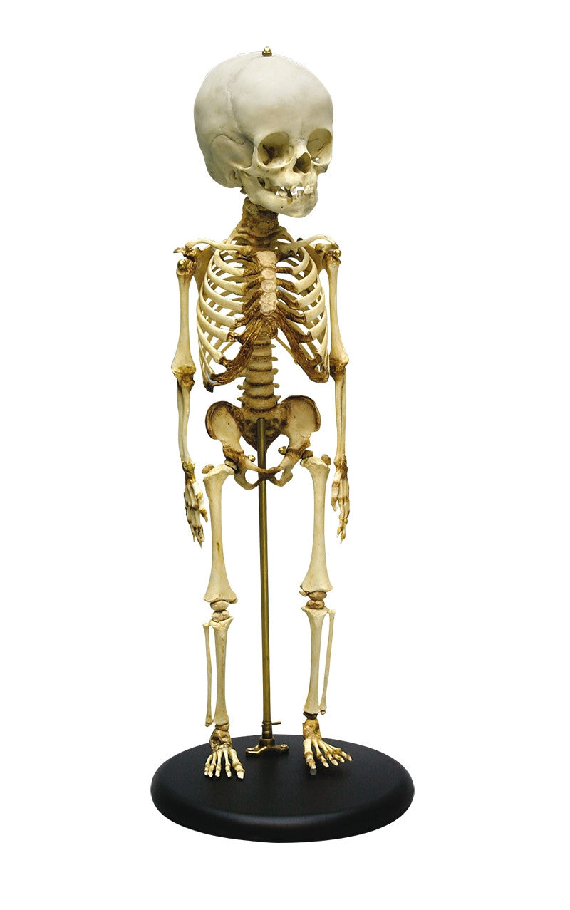 Child Skeleton Model (14 to 16 months old)