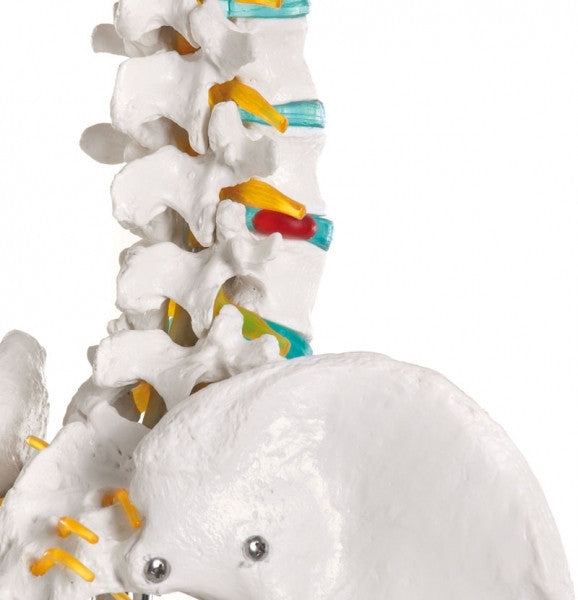 Oscar Life-size Skeleton Model