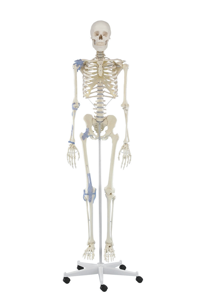Otto Skeleton Model With Ligaments