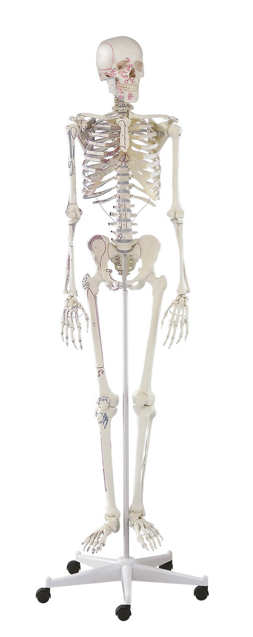 Arnold Skeleton Model with Muscle Markings