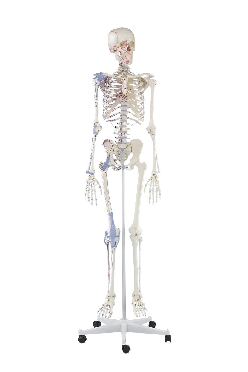 Bert Skeleton Model with Ligaments and Muscle Markings