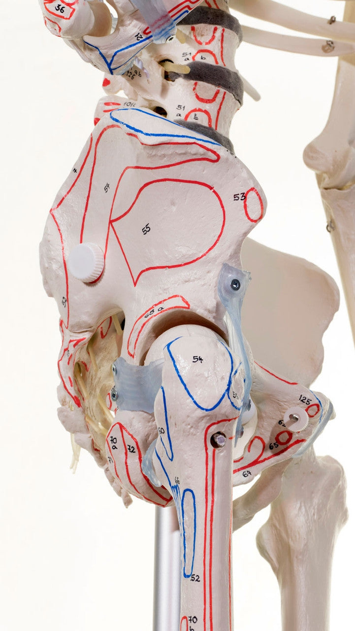 Bert Skeleton Model with Ligaments and Muscle Markings