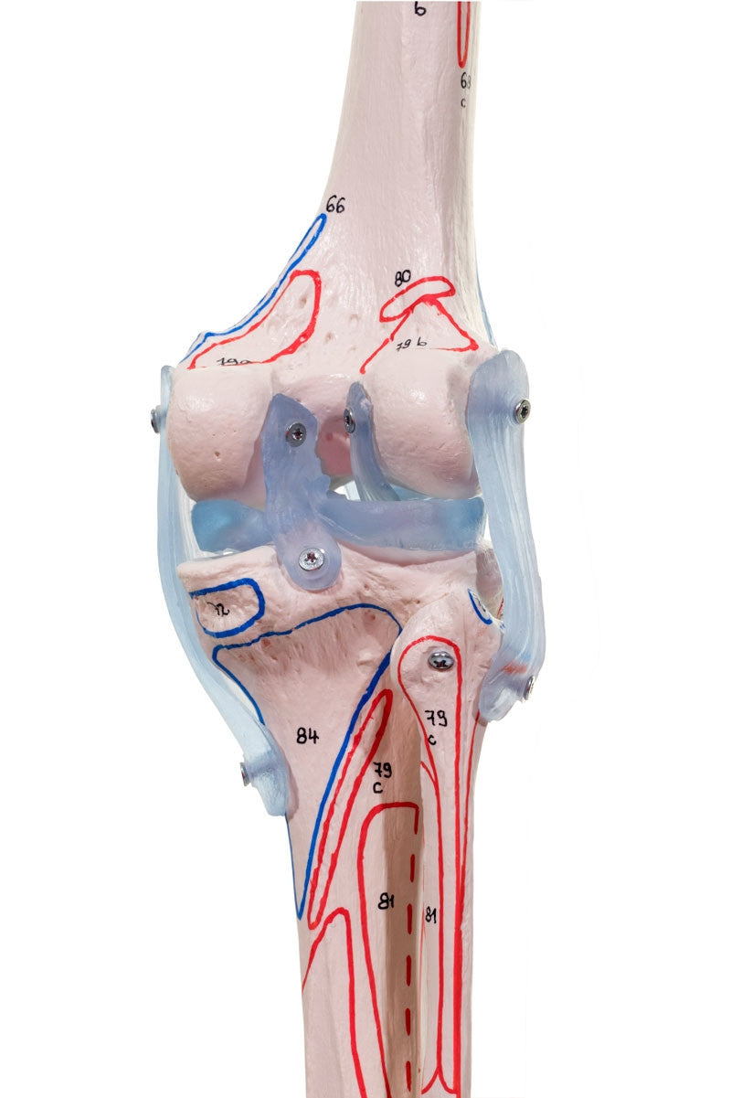 Bert Skeleton Model with Ligaments and Muscle Markings