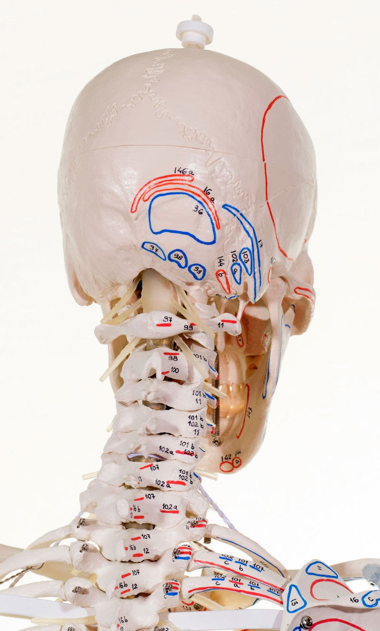 Bert Skeleton Model with Ligaments and Muscle Markings